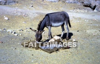 donkey, mammal, livestock, ass, bridle, beast, burden, animal, Donkeys, mammals, asses, bridles, beasts, burdens, animals