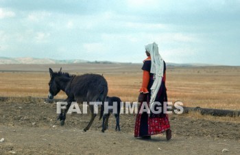 bedouin, donkey, mammal, livestock, ass, bridle, beast, burden, woman, woman, animal, Donkeys, mammals, asses, bridles, beasts, burdens, women, animals