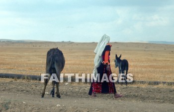 bedouin, donkey, mammal, livestock, ass, bridle, beast, burden, woman, woman, animal, Donkeys, mammals, asses, bridles, beasts, burdens, women, animals