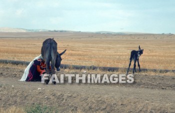 bedouin, donkey, mammal, livestock, ass, bridle, beast, burden, woman, woman, animal, Donkeys, mammals, asses, bridles, beasts, burdens, women, animals