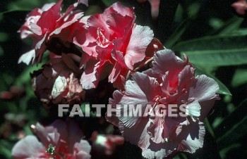 Oleander, bush, flower, natural, leaf, colourful, grow, flora, color, seasonal, stem, petal, life, environment, stalk, nature, portrait, plant, green, bushes, flowers, leaves, colors, stems, petals, lives