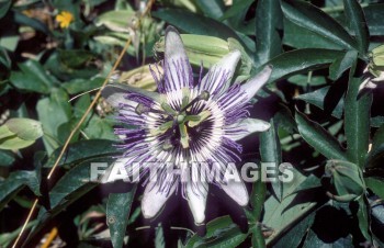 passion, flower, natural, leaf, colourful, grow, flora, color, seasonal, stem, close, petal, life, environment, stalk, nature, portrait, plant, green, passions, flowers, leaves, colors, stems, petals, lives