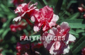 Oleander, bush, flower, natural, leaf, colourful, grow, flora, color, seasonal, stem, petal, life, environment, stalk, nature, portrait, plant, green, bushes, flowers, leaves, colors, stems, petals, lives