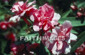 Oleander, bush, flower, natural, leaf, colourful, grow, flora, color, seasonal, stem, petal, life, environment, stalk, nature, portrait, plant, green, bushes, flowers, leaves, colors, stems, petals, lives