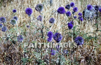 flower, natural, leaf, colourful, grow, flora, color, seasonal, stem, close, petal, life, environment, stalk, nature, portrait, plant, green, flowers, leaves, colors, stems, petals, lives, environments, stalks