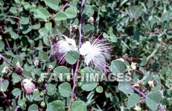 flower, natural, leaf, colourful, grow, flora, color, seasonal, stem, close, petal, life, environment, stalk, nature, portrait, plant, green, flowers, leaves, colors, stems, petals, lives, environments, stalks