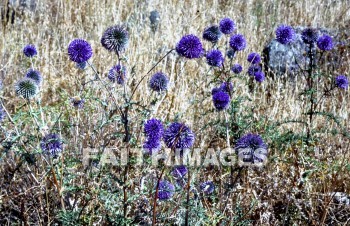 flower, purple, natural, leaf, colourful, grow, flora, color, seasonal, stem, close, petal, life, environment, stalk, nature, portrait, plant, green, flowers, purples, leaves, colors, stems, petals, lives