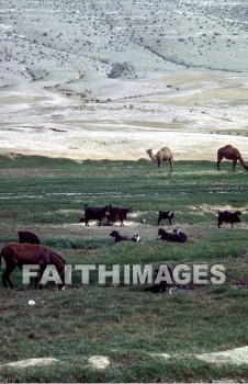 animal, Camel, horse, pasture, Goat, mammal, outside, grass, grassland, plain, outdoors, wildlife, herd, animal, animals, camels, horses, pastures, goats, mammals, outsides, grasses, grasslands, plains, herds