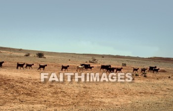 Goat, herd, wildlife, outdoors, plain, grassland, grass, outside, mammal, Horn, milk, food, animal, goats, herds, plains, grasslands, grasses, outsides, mammals, Horns, milks, foods, animals