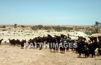 Goat, herd, wildlife, outdoors, plain, grassland, grass, outside, mammal, Horn, milk, food, animal, goats, herds, plains, grasslands, grasses, outsides, mammals, Horns, milks, foods, animals