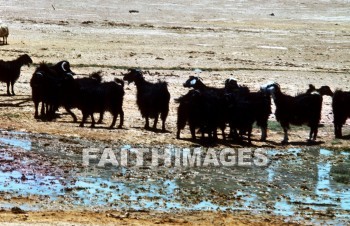 Goat, herd, wildlife, outdoors, plain, grassland, grass, outside, mammal, Horn, milk, food, animal, goats, herds, plains, grasslands, grasses, outsides, mammals, Horns, milks, foods, animals