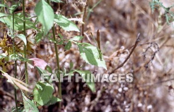 insect, plant, background, textured, life, texture, bug, crawl, Fly, leg, insects, plants, lives, textures, bugs, Flies, legs