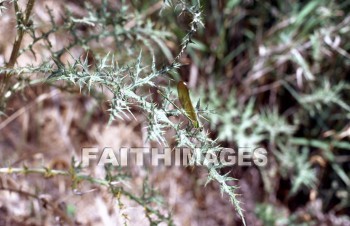 insect, plant, background, textured, life, texture, bug, crawl, Fly, leg, insects, plants, lives, textures, bugs, Flies, legs