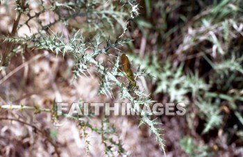 insect, plant, background, textured, life, texture, bug, crawl, Fly, leg, insects, plants, lives, textures, bugs, Flies, legs