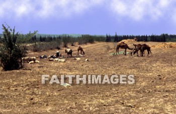 Camel, donkey, animal, camels, Donkeys, animals