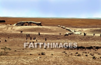 bedouin, hut, tent, House, shelter, nomad, village, middle, East, outdoors, villager, people, nomadic, bible, sheep, cloud, sky, desert, Shepherd, animal, huts, tents, houses, shelters, nomads, villages