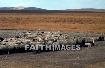 sheep, innocent, ingenious, honest, guileless, genuine, direct, Sacrifice, soft, lamb, harmless, food, gentle, wool, animal, sacrifices, lambs, foods, wools, animals