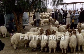 sheep, innocent, ingenious, honest, guileless, genuine, direct, Sacrifice, soft, lamb, harmless, food, gentle, wool, market, animal, sacrifices, lambs, foods, wools, markets, animals