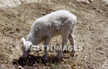 sheep, innocent, ingenious, honest, guileless, genuine, direct, Sacrifice, soft, lamb, harmless, food, gentle, wool, animal, sacrifices, lambs, foods, wools, animals