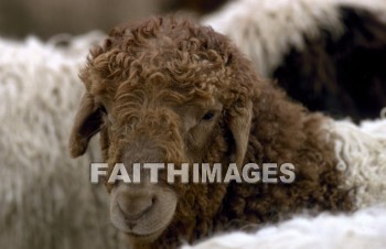 sheep, innocent, ingenious, honest, guileless, genuine, direct, Sacrifice, soft, lamb, harmless, food, gentle, wool, animal, sacrifices, lambs, foods, wools, animals
