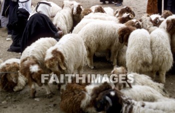 sheep, innocent, ingenious, honest, guileless, genuine, direct, Sacrifice, soft, lamb, harmless, food, gentle, wool, animal, sacrifices, lambs, foods, wools, animals