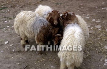 sheep, innocent, ingenious, honest, guileless, genuine, direct, Sacrifice, soft, lamb, harmless, food, gentle, wool, animal, sacrifices, lambs, foods, wools, animals