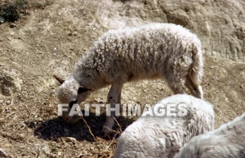sheep, innocent, ingenious, honest, guileless, genuine, direct, Sacrifice, soft, lamb, harmless, food, gentle, wool, animal, sacrifices, lambs, foods, wools, animals