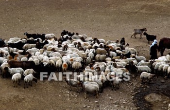 Shepherd, sheep, Goat, innocent, ingenious, honest, guileless, genuine, direct, Sacrifice, soft, lamb, harmless, food, gentle, wool, animal, shepherds, goats, sacrifices, lambs, foods, wools, animals