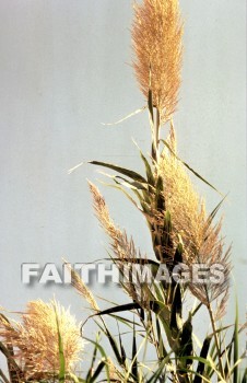 reed, arundo, donax, temperate, tropical, grass, hard, woody, jointed, hollow, stem, plant, reeds, grasses, hollows, stems, plants