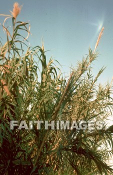 reed, arundo, donax, temperate, tropical, grass, hard, woody, jointed, hollow, stem, plant, reeds, grasses, hollows, stems, plants