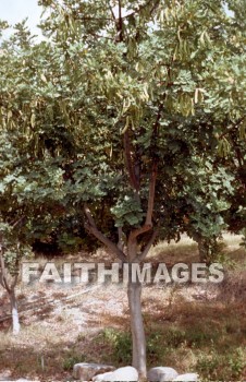 Carob, Locust, pod, tree, trunk, treetrunks, foliage, leaf, outdoors, forest, outside, tranquility, Locusts, Pods, trees, trunks, foliages, leaves, forests, outsides