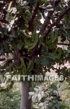 Carob, Locust, pod, tree, trunk, treetrunks, foliage, leaf, outdoors, forest, outside, tranquility, Locusts, Pods, trees, trunks, foliages, leaves, forests, outsides