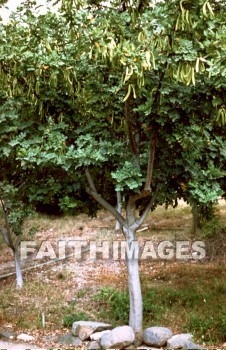 Carob, Locust, pod, tree, trunk, treetrunks, foliage, leaf, outdoors, forest, outside, tranquility, Locusts, Pods, trees, trunks, foliages, leaves, forests, outsides