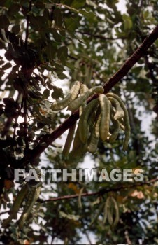 Carob, Locust, pod, tree, trunk, treetrunks, foliage, leaf, outdoors, forest, outside, tranquility, Locusts, Pods, trees, trunks, foliages, leaves, forests, outsides