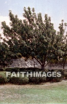 Carob, Locust, pod, tree, trunk, treetrunks, foliage, leaf, outdoors, forest, outside, tranquility, Locusts, Pods, trees, trunks, foliages, leaves, forests, outsides