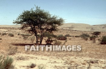 Acacia, tree, seyal, gum-arabic, shittah, shittim, species, hawthorn, gnarled, thorny, trees, hawthorns