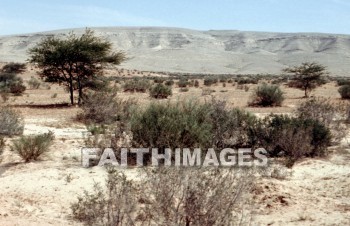 Acacia, tree, seyal, gum-arabic, shittah, shittim, species, hawthorn, gnarled, thorny, trees, hawthorns