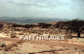 Acacia, tree, seyal, gum-arabic, shittah, shittim, species, hawthorn, gnarled, thorny, trees, hawthorns