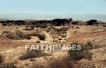 Acacia, tree, seyal, gum-arabic, shittah, shittim, species, hawthorn, gnarled, thorny, trees, hawthorns