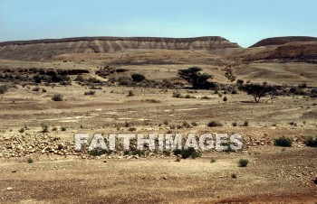 Acacia, tree, seyal, gum-arabic, shittah, shittim, species, hawthorn, gnarled, thorny, trees, hawthorns