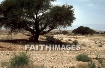 Acacia, tree, seyal, gum-arabic, shittah, shittim, species, hawthorn, gnarled, thorny, trees, hawthorns