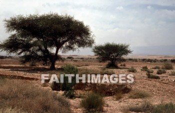 Acacia, tree, seyal, gum-arabic, shittah, shittim, species, hawthorn, gnarled, thorny, trees, hawthorns