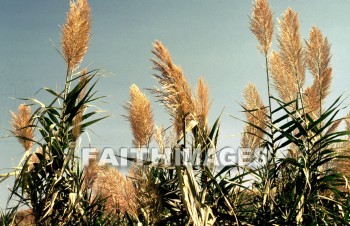 reed, arundo, donax, temperate, tropical, grass, hard, woody, jointed, hollow, stem, plant, reeds, grasses, hollows, stems, plants