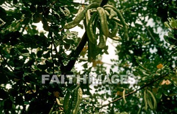 Carob, Locust, pod, tree, trunk, treetrunks, foliage, leaf, outdoors, forest, outside, tranquility, Locusts, Pods, trees, trunks, foliages, leaves, forests, outsides