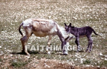 donkey, ass, saddle, eating, feeding, beast, burden, bridle, livestock, domestic, blanket, field, grazing, mammal, animal, Donkeys, asses, saddles, beasts, burdens, bridles, blankets, fields, mammals, animals