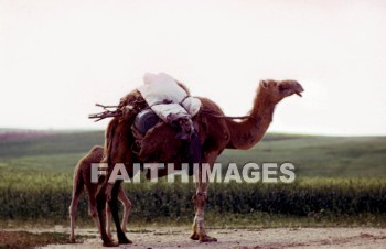 Camel, tall, ruminant, vertebrate, Cud-chewing, mammal, brown, outdoors, desert, animal, camels, ruminants, mammals, deserts, animals