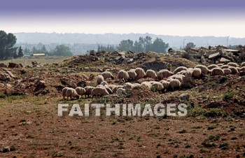 sheep, herd, wildlife, outdoors, plain, grassland, grass, outside, mammal, dawn, sky, morning, animal, herds, plains, grasslands, grasses, outsides, mammals, dawns, skies, mornings, animals