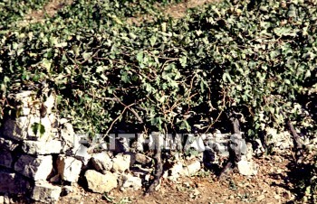 Grape, wine, vineyard, agriculture, hill, hill, outdoor, outdoors, farming, highland, highland, calm, calmness, nature, farm, field, beauty, bunch, crop, harvest, hebron, grapes, wines, vineyards, agricultures, hills