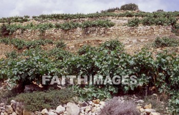 Grape, wine, vineyard, agriculture, hill, hill, outdoor, outdoors, farming, highland, highland, calm, calmness, nature, farm, field, beauty, bunch, crop, harvest, hebron, grapes, wines, vineyards, agricultures, hills