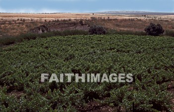 Grape, wine, vineyard, agriculture, hill, hill, outdoor, outdoors, farming, highland, highland, calm, calmness, nature, farm, field, beauty, bunch, crop, harvest, grapes, wines, vineyards, agricultures, hills, highlands